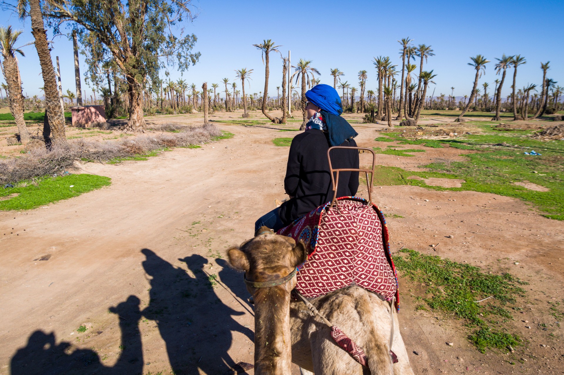 Promenades sur un chameau à la palmeraie à Marrakech