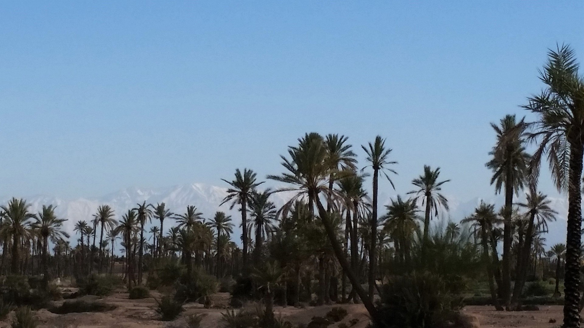 Marrakech Palmeraie avec les montagnes de l’Atlas en arrière-plan