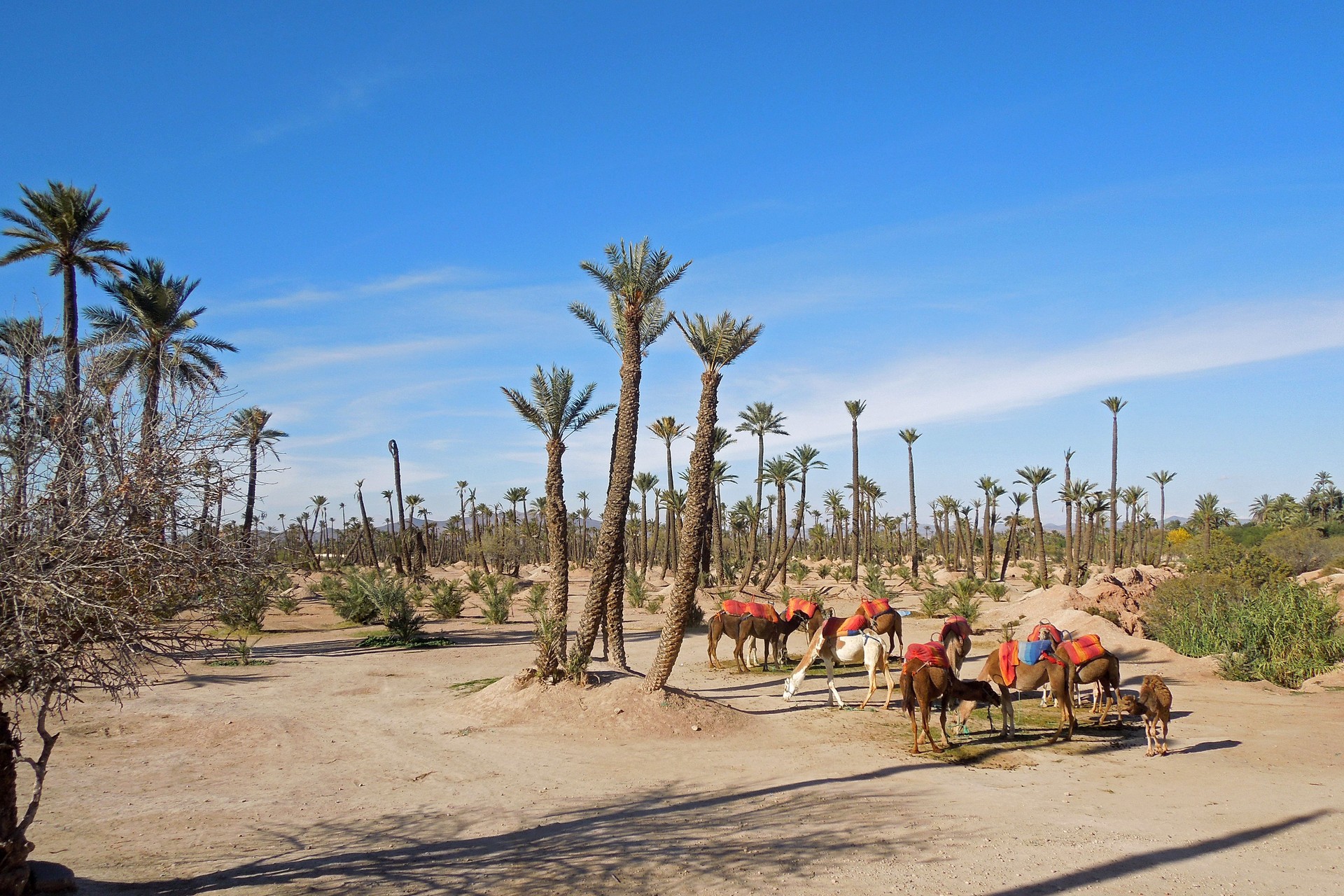 Chameaux au Palm Grove, Marrakech, Maroc